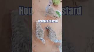 Houbara Bustard viralshort funny fun [upl. by Cinom563]