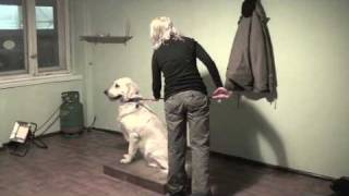 Bono spotkanie 1 i 2  Agresywny Golden Retriever [upl. by Ame]