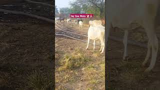 Jay Gau Mata cow video [upl. by Houston879]