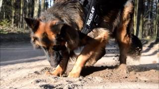 AKSEL  German Shepherd  tricks [upl. by Hearn]