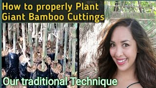 GiantBamboo DendrocalamusAsper How to Plant the right way  Giant Bamboo cuttingsPropagules [upl. by Princess]