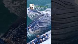 BIGGEST SPERM WHALE BREACHING galeripencarian whale shortsyoutube [upl. by Grannias724]