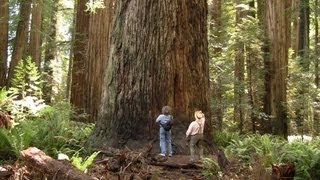 Magnificent Ancient Redwood Forest  Long Version  near Crescent City California [upl. by Woodall]