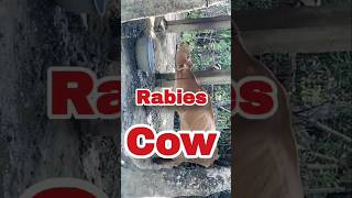 rabies  rabies symptoms  rabies patient cow  rabies cow  rabies infected cow rabies [upl. by Imoen]