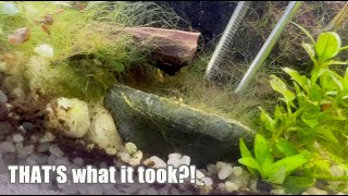 ALGAE BATTLE what worked what didnt and what I did NOT expect [upl. by Wie]