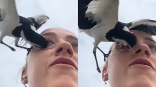 Bird Pecks Womans Eye [upl. by Joachima]