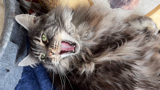 🔊 Maine Coon Cat Sounds Female 🖤 vs Male 🧡 MrrEOWs Trills Talks Happy Sassy Hello Meows [upl. by Hamachi]