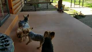 4 of our Yorkies barking [upl. by Ayila]