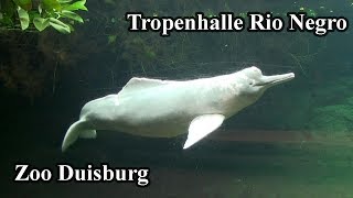 Tropenhalle Rio Negro Zoo Duisburg [upl. by Ahael]