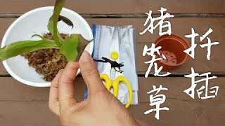 扦插猪笼草 Pitcher Plant Propagation [upl. by Nipahc261]