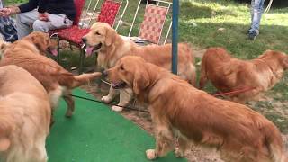 Chandigarh Dog Show Kennel Club Of INDIA KCI  November 2018 [upl. by Benetta]