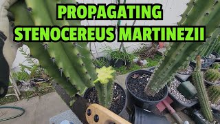 Propagating Stenocereus martinezii [upl. by Anaid307]