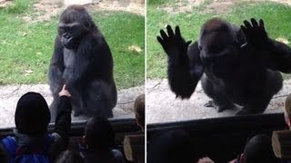 Fed up gorilla gives taunting kids at the zoo a scare they wont soon forget [upl. by Aloise]