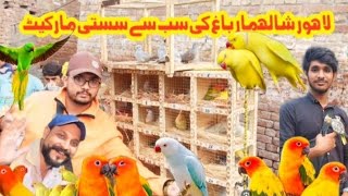 Lahore Sunday Birds Market Sb Sy Sassty Birds ava🤗🤗🤗 [upl. by Aibun]