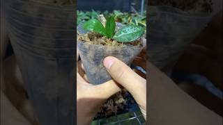 Growing orchids is easy garden tips [upl. by Garlaand]