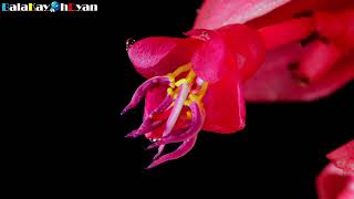 Medinilla Magnifica Flower Rose Grape Bloom TimeLapse  balakayohdyan [upl. by Rudin]