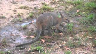 Wallaby [upl. by Eadnus]