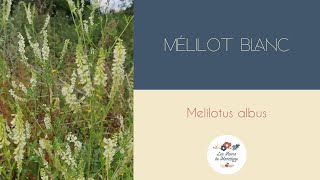 Mélilot [upl. by Calvano]