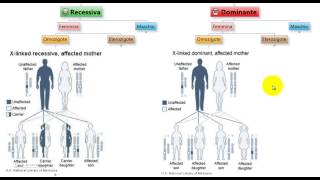 Test Medicina  Malattie XLinked Recessive e Dominanti in omozigosi [upl. by Farrish]