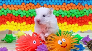 The Best Hamster Challenges 12  Hamster Escapes from the Most Amazing Mazes 🐹 Mr Hamster [upl. by Ilatfan]