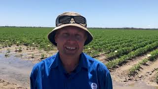 Dr Warwick Stiller  CSIRO Agriculture and Food  Herbicide resistance amp weed management [upl. by Amarillis]