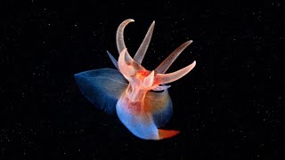 Sea angel  unusual tiny creatures of sea slug [upl. by Ennayoj]