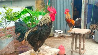 rooster crowing compilation [upl. by Noak]