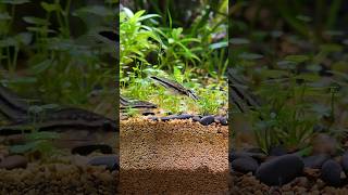 Pygmy Corydoras 😍 nature relaxing fishtank aquascape positivevibes plants [upl. by Ripley]