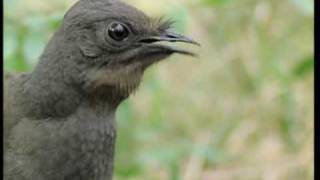 Attenborough the amazing Lyre Bird sings like a chainsaw Now in high quality  BBC Earth [upl. by Inahpit]