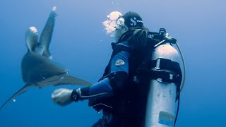 Face to face with the Longimanus shark at Elphinstone Reef Egypt 3rd perspective [upl. by Nodnerb112]