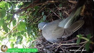 Woodpigeon Nest Live Stream SeagoMac Wildlife [upl. by Anyek]