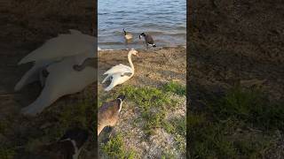 Swan FALLS to the ground UNEXPECTEDLY AFTER TRYING to get bread 🦢🥖feedshorts shorts animals [upl. by Elaval63]