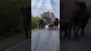 Yala Sri Lanka 🇱🇰 🌱🐘🌿 wildsafari srilanka wildlife elephant elephantvideo uzbekistan [upl. by Wilcox]