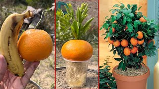 How to grow orange trees with orange fruit  easiest way to grow orange with banana Harmonies [upl. by Aciemaj]