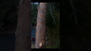 Arborist quick felling of pine tree with sharp battery chainsaw  HUSQVARNA T540iXP shorts [upl. by Terrej]