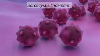 18 Sarcocystis lindemanni [upl. by Yeoj]