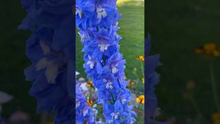 Delphinium elatum😍 delphinium flowers flowergarden flower [upl. by Dyann]