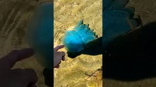 blue bottle jellyfish jellyfish satisfying amazing cute trending viral fyp foryou [upl. by Otrepur175]