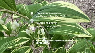 무늬둥굴레 Polygonatum odoratum야생화를 찾아서69 in search of wildflowers 대전 아파트 뜨락 The apartment garden [upl. by Kinata]