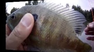 Fly Fishing with a Panfish Killer Fly  Panfish Soft Hackle Fly [upl. by Nennerb]