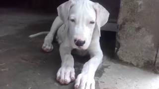 White Pakistani Bully Puppy 3 Months Age [upl. by Massab]