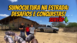 “ Mais de 900 km Rodados Os Bastidores da Entrega de Suínos no Sertão Pernambucano” [upl. by Quince]