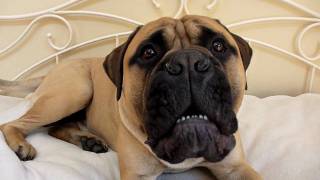 Angry Bullmastiff Puppy at 8 Stone quotYou want somequot Barking and puffing at 026 [upl. by Alyac]