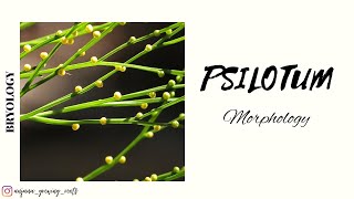 PSILOTUM  Morphology  Degree Syllabus  Malayalam [upl. by Kuhlman]