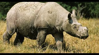 Discovering the Sumatran Rhino [upl. by Elahcar398]