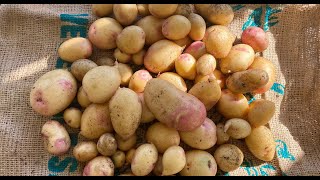 Harvesting King Edward Potatos From Two Pots [upl. by Gregg]