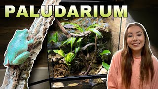 INCREDIBLE Tree Frog Paludarium Set Up [upl. by Ecerahs933]