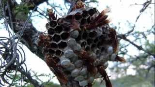 Avispa Colorada Polistes cavapyta y su avispero con larvas [upl. by Kai]