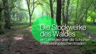 Die Stockwerke des Waldes  Einleitung [upl. by Maidie]