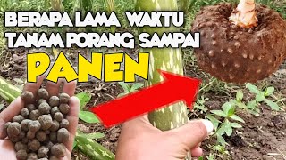 Berapa Waktu Tanam Porang Sampai Panen [upl. by Leinehtan451]